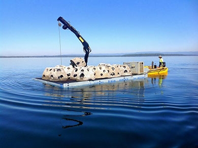 Chris Cleaver with his recently caught and released hybrid cod he likes to call a Murrout (cross between a Murray and trout cod).